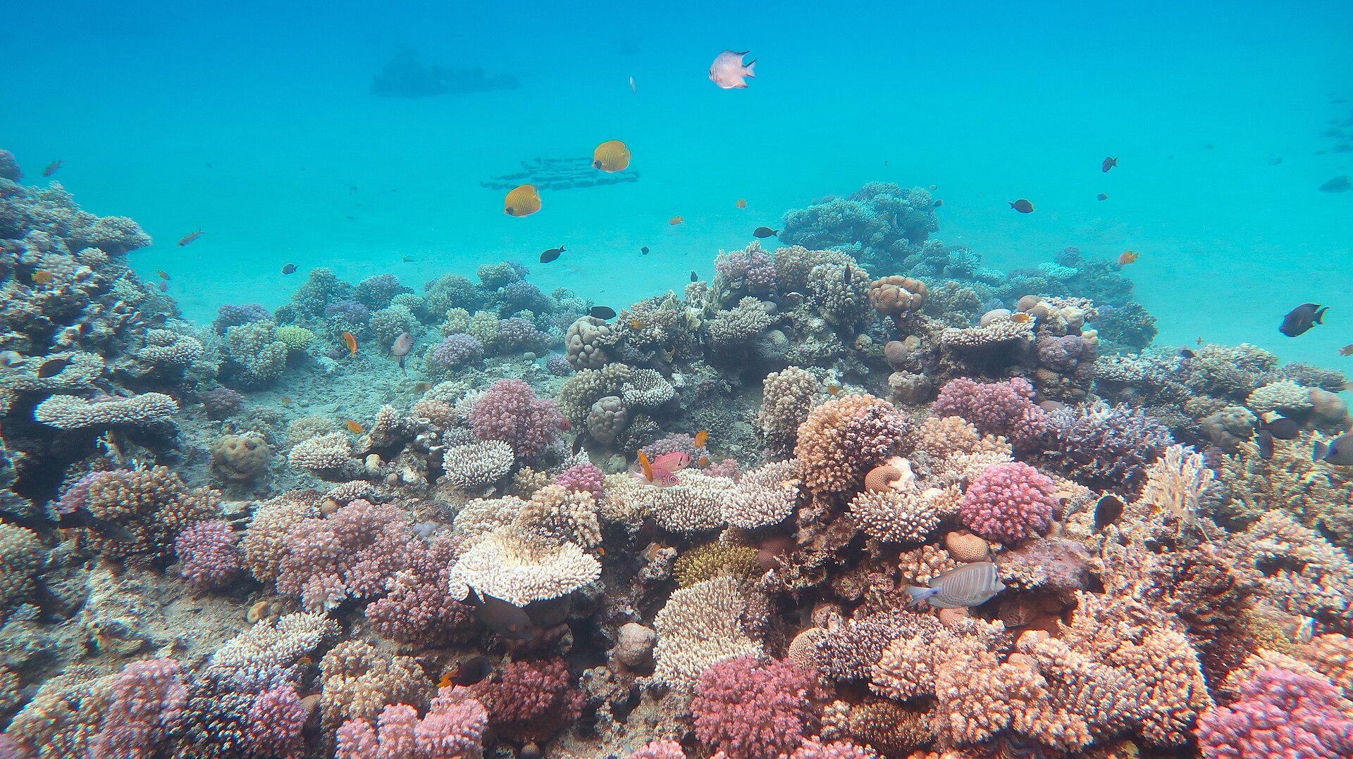 Snorkelling on the Red Sea coral reef